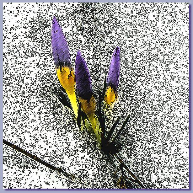 Crocus.jpg - Crocus de Walkerville