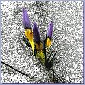 Crocus